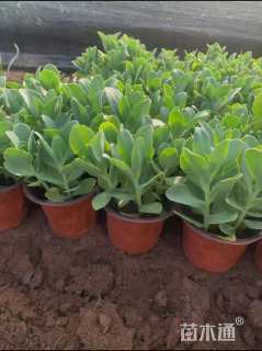 高度16厘米八宝景天