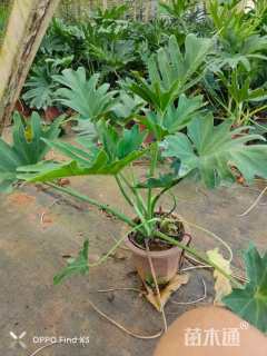 高度50厘米春羽