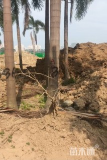 裸干高500厘米狐尾椰