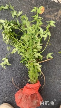 高度60厘米云南黄馨