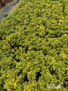 高度20厘米连翘