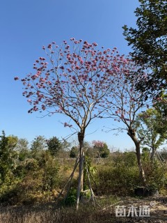 15公分紫花风铃木