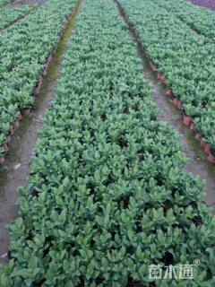 高度25厘米八宝景天