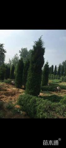 高度100厘米桧柏