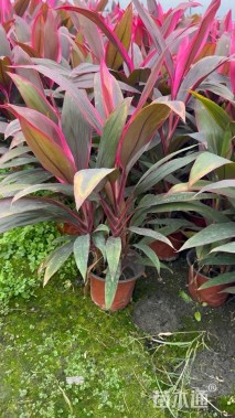 高度35厘米红叶朱蕉