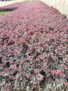 高度30厘米红花继木