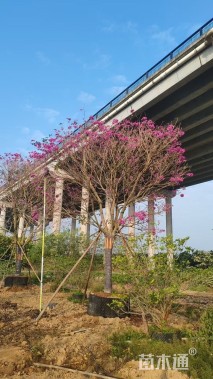 28公分紫花风铃木