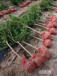 高度150厘米石榴