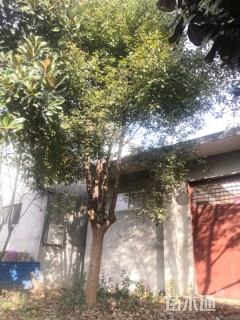 25公分香樟
