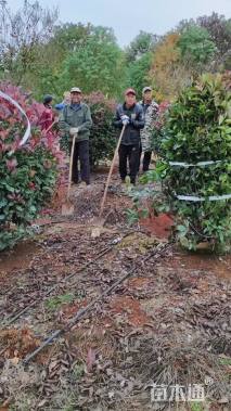 冠幅150厘米红叶石楠球