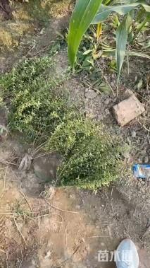 高度30厘米六月雪