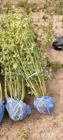 高度120厘米棣棠