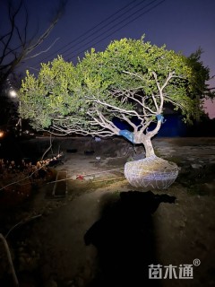 高度350厘米黄杨