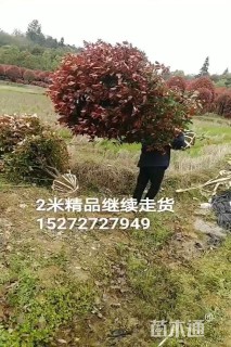 0.6公分红叶石楠