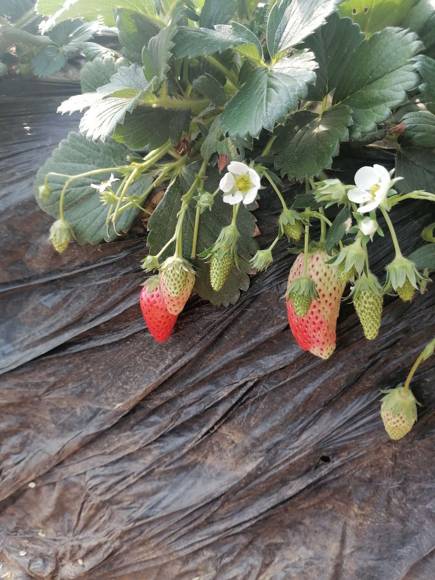 高度30厘米草莓