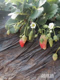 高度30厘米草莓