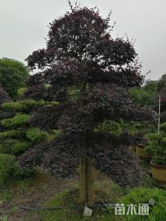 20公分造型红花继木桩