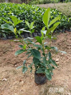 高度30厘米栀子花