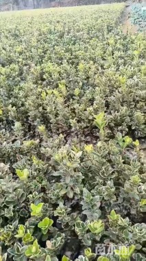 高度45厘米金边黄杨