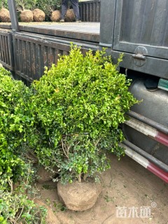 冠幅50厘米小叶黄杨球