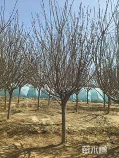 14公分日本晚樱