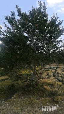 高度380厘米丛生紫薇