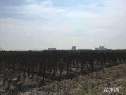 高度200厘米花石榴