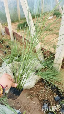 高度35厘米细叶芒