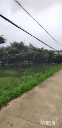 15公分红枫