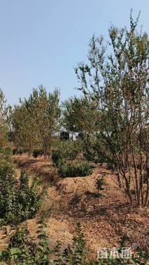 高度300厘米丛生紫薇