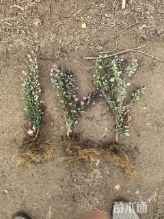 高度40厘米红叶小檗