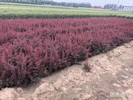 高度70厘米红瑞木