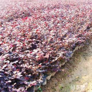 高度40厘米红花继木小苗