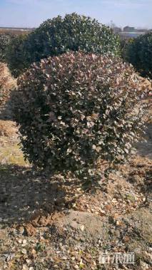 冠幅150厘米卫矛球