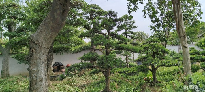 60公分造型榆树
