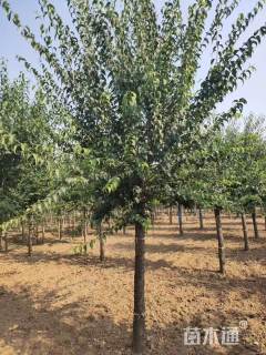 15公分暴马丁香