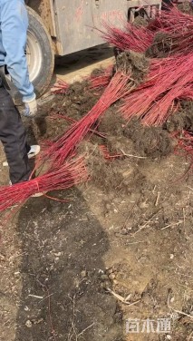 高度50厘米红瑞木