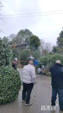 高度100厘米茶花