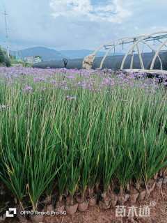 高度20厘米紫娇花