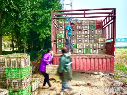 高度50厘米木绣球