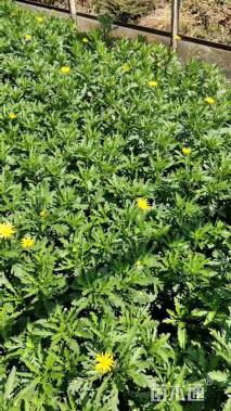 高度25厘米木春菊