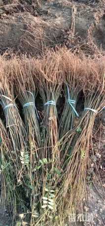 高度70厘米紫穗槐