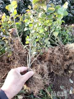 高度60厘米胶东卫矛