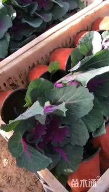 高度20厘米羽衣甘蓝