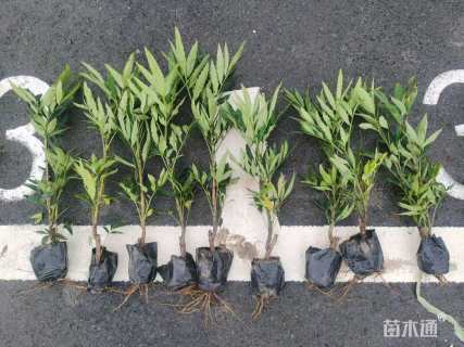 高度30厘米狭叶十大功劳