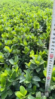 高度45厘米大叶黄杨