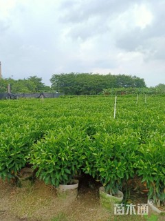高度30厘米非洲茉莉