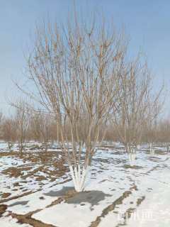 高度400厘米丛生五角枫