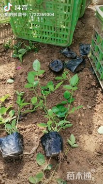 高度25厘米丰花月季