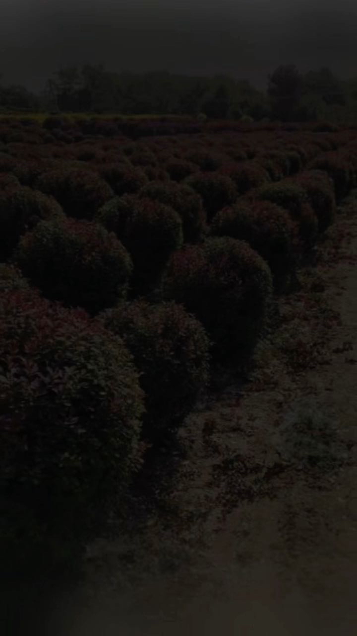 高度80厘米红叶小檗